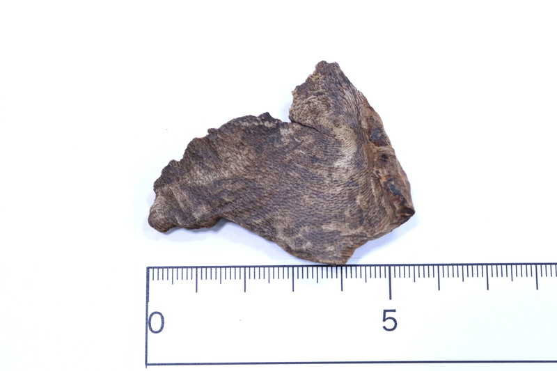 極品宝印 3.2g 